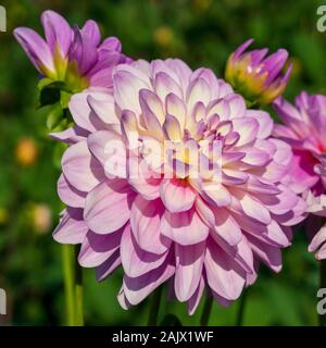 Close up Dahlia Carolina Luna testa di fiore in giardino con altri dalie in background Foto Stock