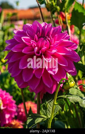 Bellissimo il rossore fiore rosa testa di Dahlia 'Bargaly arrossire' in fiore nel sole, impostato in fiore confine. Foto Stock