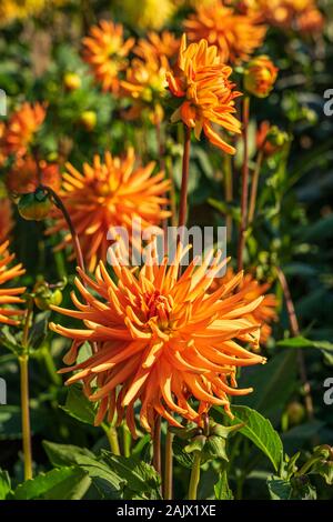 Una chiusura di arancio brillante, piccoli semi-cactus Dahlia Ruskin Calendula, impostato in un fiore confine con altri al di fuori della messa a fuoco dalie in background Foto Stock