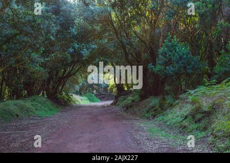 La strada nella foresta vicino Vigia das Baleias. Terceira, Azzorre. Portogallo Foto Stock