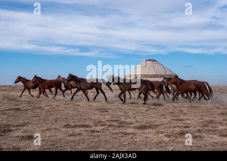 Cavalli che corrono nel villaggio di Kirghizistan e tenda tradizionale di Kirghizistan Foto Stock