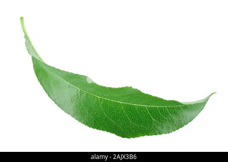 Foglie di pesco isolati su sfondo bianco closeup Foto Stock