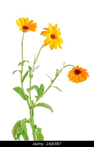 Profumo di arancio Calendula fiori isolati su sfondo bianco . Foto Stock