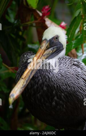 Pelican marrone, adulto non allevante Foto Stock