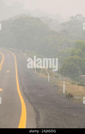 Wallaby mangiare strada durante bushfire pesante fumo soffiato in da incendi nelle vicinanze Foto Stock