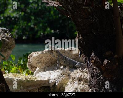 Iguana verde crogiolarsi al sole Foto Stock