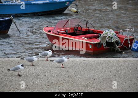Gruppo di gabbiani in appoggio sul dock Foto Stock