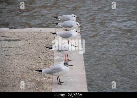 Fila di gabbiani in appoggio sul dock Foto Stock