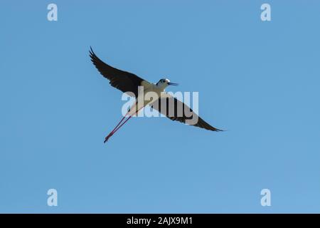 Black-winged Stilt ( Himantopus himantopus ) Distretto di Aveiro Portogallo Foto Stock