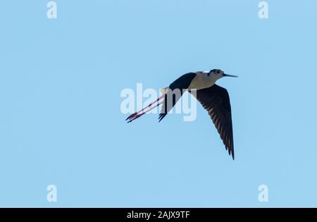 Black-winged Stilt ( Himantopus himantopus ) Distretto di Aveiro Portogallo Foto Stock