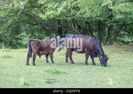 Angus bovini in una riserva naturale Foto Stock