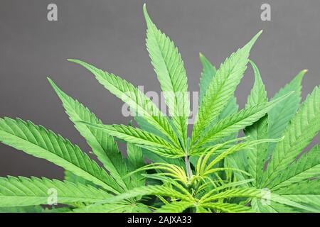 Giovani foglie sulla piscina pianta di Cannabis Foto Stock