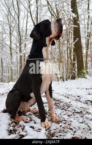 Un alano cane di razza, seduti in una foresta innevata. Foto Stock