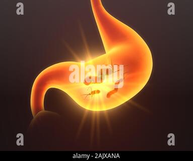 3D illustrazione che illustra batteri Escherichia coli (E. coli) in dolorose dello stomaco, medicalmente concetto, gastrite Foto Stock