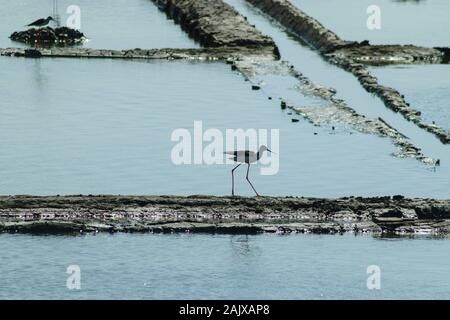 Black-winged Stilt ( Himantopus himantopus ) Distretto di Aveiro Portogallo Foto Stock