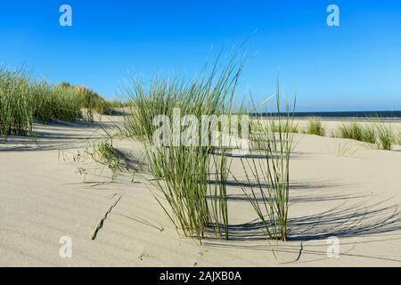 Marram grass su una duna anteriore sull isola tedesca Borkum Foto Stock