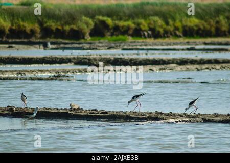 Black-winged Stilt ( Himantopus himantopus ) Distretto di Aveiro Portogallo Foto Stock