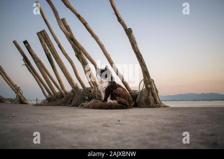 Gatto randagio nei pressi di una capanna del pescatore Foto Stock