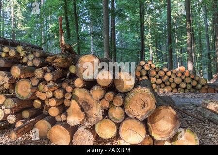 tronchi di albero impilati nella foresta Foto Stock