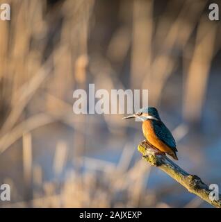 Kingfisher appollaiato su un ramo di Riverside Foto Stock