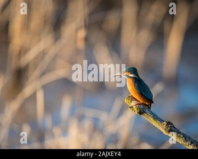 Kingfisher appollaiato su un ramo di Riverside Foto Stock