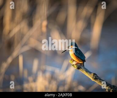 Kingfisher appollaiato su un ramo di Riverside Foto Stock