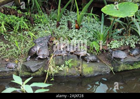 Testuggine palustre anche denominato European pond terrapin, Halifax, Inghilterra Foto Stock