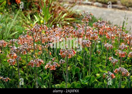 Cotiledone orbiculata, comunemente noto come il maiale orecchio o round-leafed navel-wort in Kirstenbosch National Botanical Garden, Cape Town, Sud Africa. Foto Stock