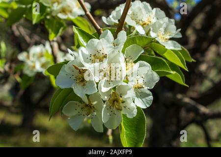 Pyrus, Pear Tree in fiore Foto Stock