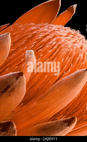 Il cuore di un'arancia protea blossom su sfondo nero,macro pila Colpo di 38 immagini Foto Stock