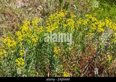 Euphorbia sp. Spurge pianta in fiore Foto Stock