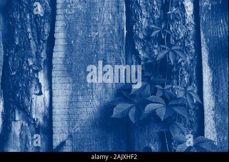 La texture della vecchia staccionata in legno con piante rampicanti. Blu Classico tonificante trend colore 2020 Foto Stock