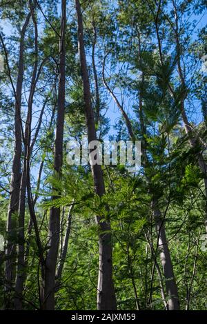 Specie di alberi invasivi nel Minho Portogallo Foto Stock