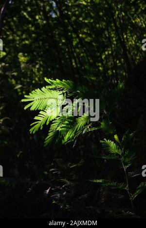 Specie di alberi invasivi nel Minho Portogallo Foto Stock