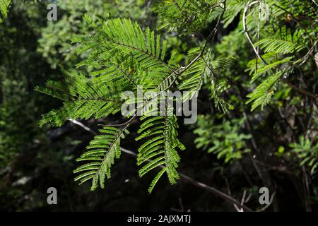 Specie di alberi invasivi nel Minho Portogallo Foto Stock