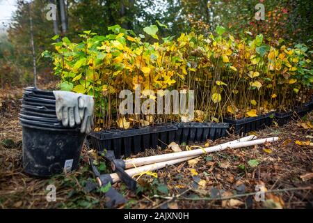 Di sicuro il pianeta, attrezzature per piantare alberi, enorme arrenge del giovane albero, concetto di ecologia Foto Stock