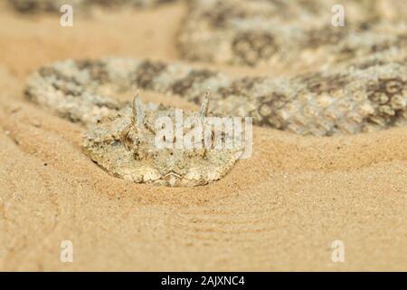 Cerastes cerastes, comunemente noto come il sahara vipera cornuta o il deserto cornuto Viper, il deserto del Negev, Israele Foto Stock