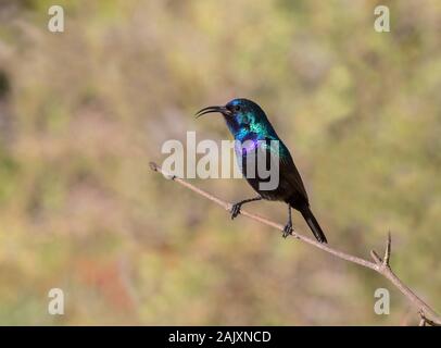 La Palestina sunbird (Cinnyris osea), maschio, appollaiato sul ramo di albero presso il parco, Beer Sheba, Israele Foto Stock