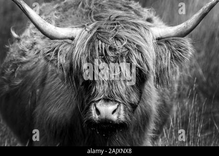 Ritratto di un altopiano di mucca. La fotografia in bianco e nero. Foto Stock