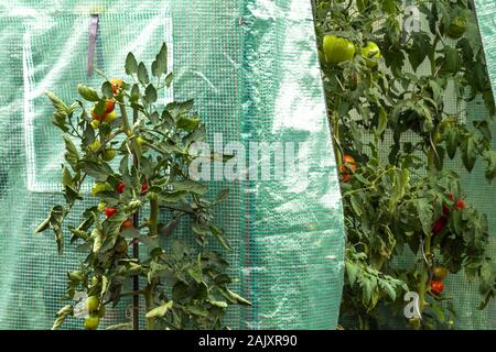 Pomodori che crescono in serra di plastica, piante di protezione in piccoli orti protezione pomodoro da giardino Solanum lycopersicum Plant Foto Stock