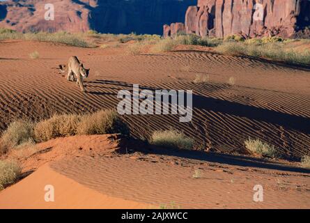 Mountain Lion camminare sulla sabbia rossa in Monument Valley, Arizona. Foto Stock