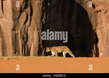 Mountain Lion camminare sulla sabbia rossa in Monument Valley, Arizona. Foto Stock