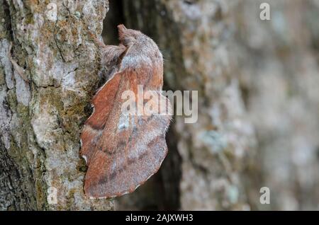 American falda Tarma (Phyllodesma americana) adulto in appoggio sul castagno quercia. Weiser la foresta di stato, PA, la molla. Foto Stock