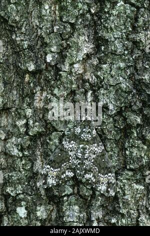 Rustico falena Sphinx (Manduchi rustica) adulto che mostra il camuffamento in appoggio sulla corteccia di albero. Carolina del Sud, Luglio. Foto Stock