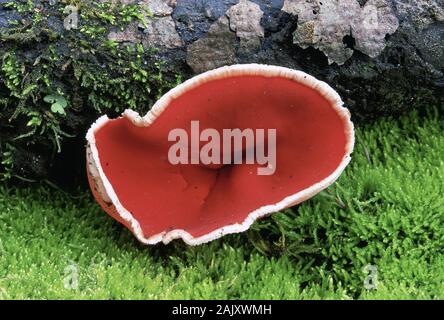 Scarlet Cup fungo questa specie emerge nel tardo inverno e primavera. Traghetto Shenks Millefiori preservare, Lancaster Co., PA, Marzo. Foto Stock