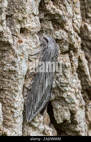 Grande Sfinge di cenere (Sphinx chersis) Moth su bianco frassino. Ferncliff fiori selvaggi e preservare la fauna selvatica, Lancaster Co.,PA estate. Foto Stock