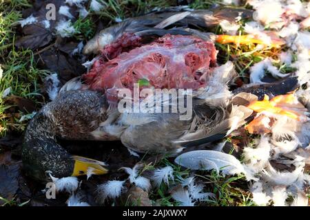 Duck che giace morto in un fosso più probabile devastato da un astore su un smallholding rurale in Carmarthenshire Galles occidentale, Gran Bretagna UK KATHY DEWITT Foto Stock