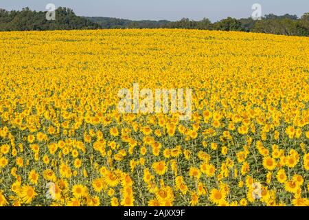 Campo di semi di girasole in piena fioritura. Harford County, Maryland. Foto Stock