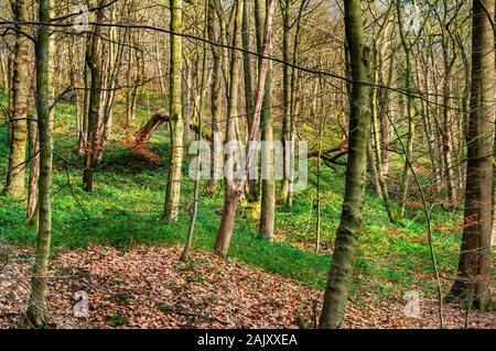 Luce solare invernale su una fitta crescita su un pendio a Beeley Wood, antico bosco vicino Sheffield, con un grande albero caduto in lontananza. Foto Stock