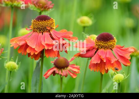 Luminose, rame-rosso, daisy-come i fiori di Helenium 'Moerheim bellezza' / sneezeweed 'Moerheim bellezza' Foto Stock